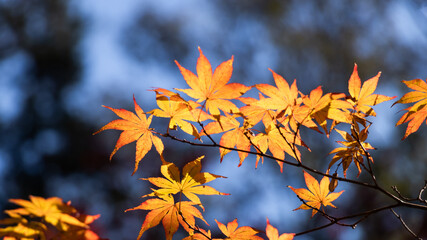黄色く色づいたモミジの葉