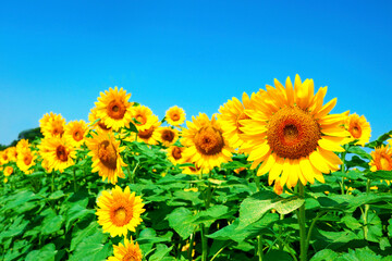 Obraz premium sunflower_2639