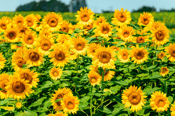 sunflower_2679