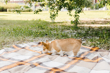 red Corgi puppy on hands in a Sunny sunset on a green background