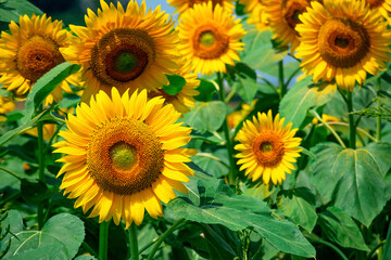 sunflower_2715
