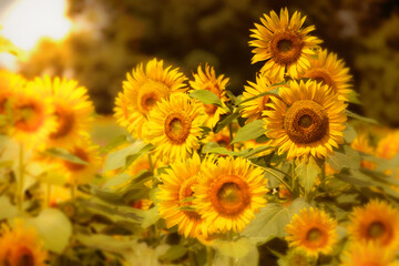 Fototapeta na wymiar sunflower_2721