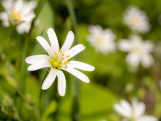 chickweed flowers close up