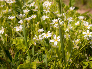 chickweed flowers and grass