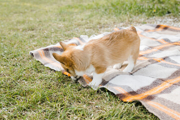 red Corgi puppy on hands in a Sunny sunset on a green background