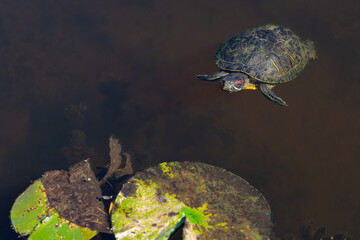 Turtle in a lake.