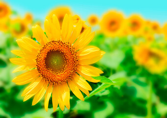 Obraz premium sunflower_2821y