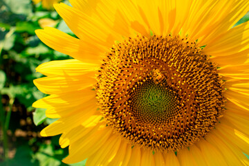sunflower_2830