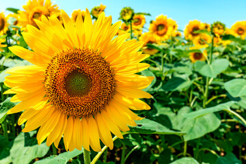 Obraz premium sunflower_2831