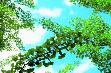 緑のシルエット　