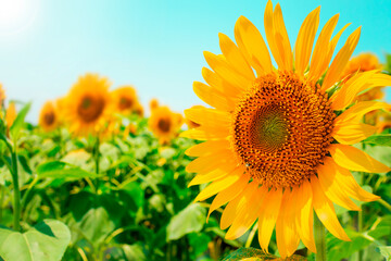Obraz premium sunflower_2856Z