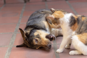 cat and dog playing on the floor