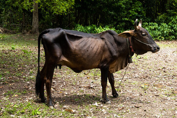 Brown cow standing on the edge of the forest