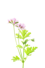 pink flowers of rose geranium isolated on a white background. 