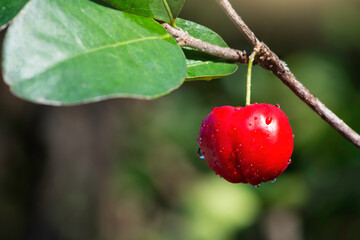Obraz premium Fresh ripe organic acerola cherry fruits ( Malpighia Glabra or barbados cherry ) with green leaves on the tree. Whole food, high vitamin and antioxidant fruit concept.