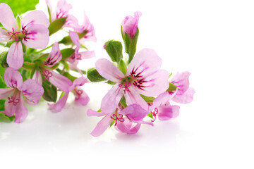 Fototapeta na wymiar pink flowers of rose geranium isolated on a white background. 