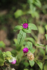 Double Flower In sun