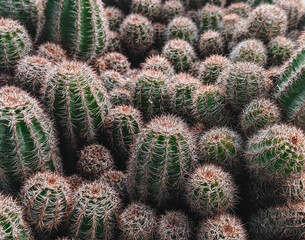 close up of cactus