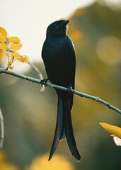 bird on a tree
