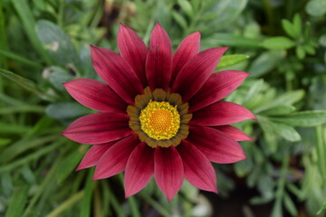 Fototapeta premium Gazania also known as the 