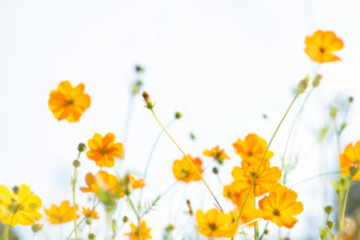 Beautiful yellow cosmos flowers blooming in flower field background in sunny day.