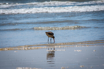 Las aves del mar