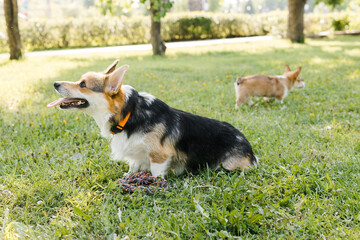 pembroke welsh corgi, little, forest, child, toy dogs, dog toy, wildlife, young, summer, smile, welsh, spring, running, cardigan, corgi, walk, lawn, corgi dog, dog, tricolor, animal, baby, outside, ba