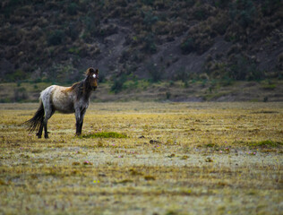 Beautiful  free wild horse in his natural enviroment in the mountains.