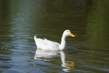 Side View White Duck Swimming in Pond