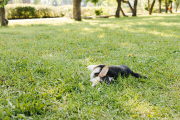 Corgi puppies in a Sunny sunset on a green background