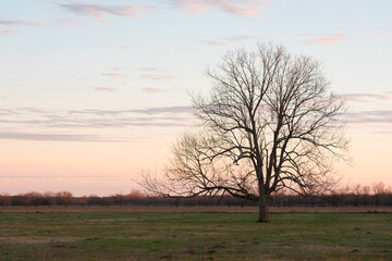 Pastel Dusk and Bare Tree Silhouette in Field