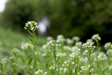 white flowers on green background