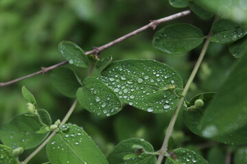 rain drops on leaves