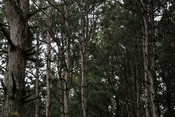 Fototapeta premium tree in the forest