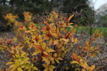 autumn bush