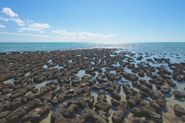 Scenic panoramic view of Stromatolites at World Heritage Area Hamelin Pool, Shark Bay, Western Australia, with blue sky and horizon as copy space.