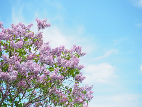 北海道の風景 ライラックの花と青空