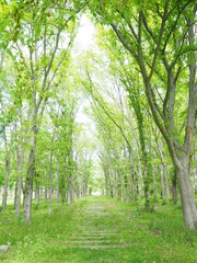 北海道の風景 ポプラ並木