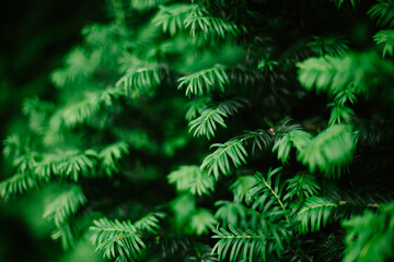 Fototapeta na wymiar Green leaves background. Close up