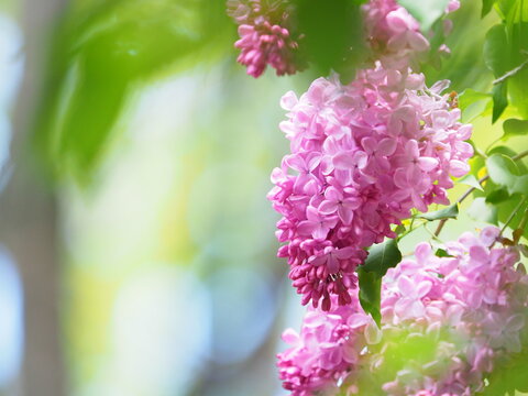 北海道の風景 ライラックの花