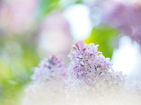 222 Best 紫丁香花images Stock Photos Vectors Adobe Stock 222 Best 紫丁香花images Stock Photos Vectors Adobe Stock