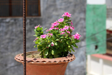 Fototapeta na wymiar NICE PINK FLOWERS WITH POT ON THE TERRACE. PRAYAGRAJ, INDIA
