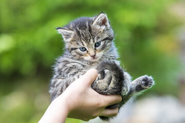 Naklejka na ściany i meble Little kitten in female hands