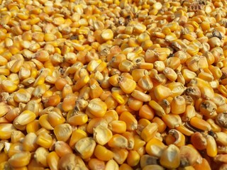 corn on the cob