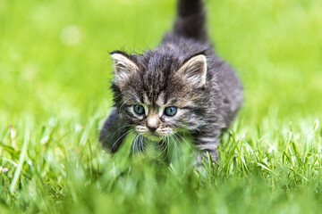 Naklejka na ściany i meble kitten in the green grass