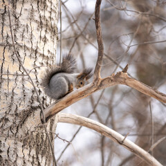 A squirrel sits on a tree in a winter park.