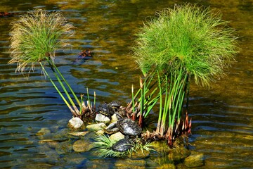 A family of red-eared turtles is sunbathing
