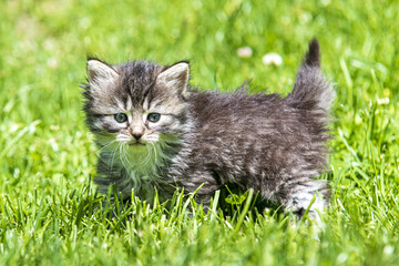 Naklejka na ściany i meble Cute little kitten playing in grass in sunlight