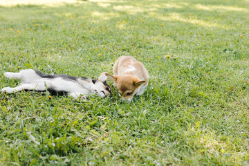 Obraz premium Corgi puppies in a Sunny sunset on a green background
