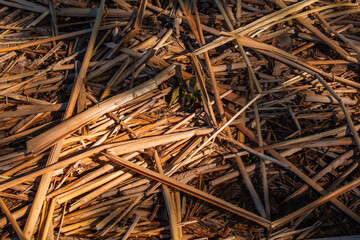 Old dry reeds for background